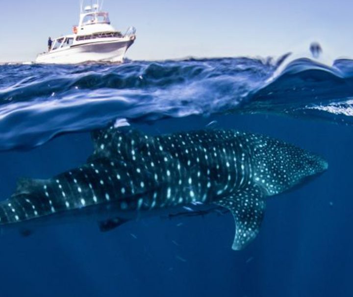 whale shark snorkel tour swim exmouth ningaloo western australia wa exmouth dive diving centre